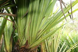 Image of Tahitian screwpine