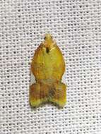 Imagem de Acleris holmiana Linnaeus 1758