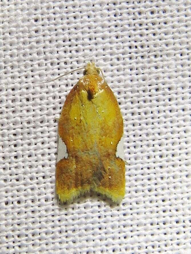 Imagem de Acleris holmiana Linnaeus 1758