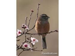 Image of European Rock Bunting