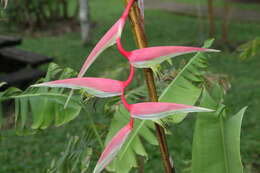 Image of Heliconia chartacea Lane ex Barreiros