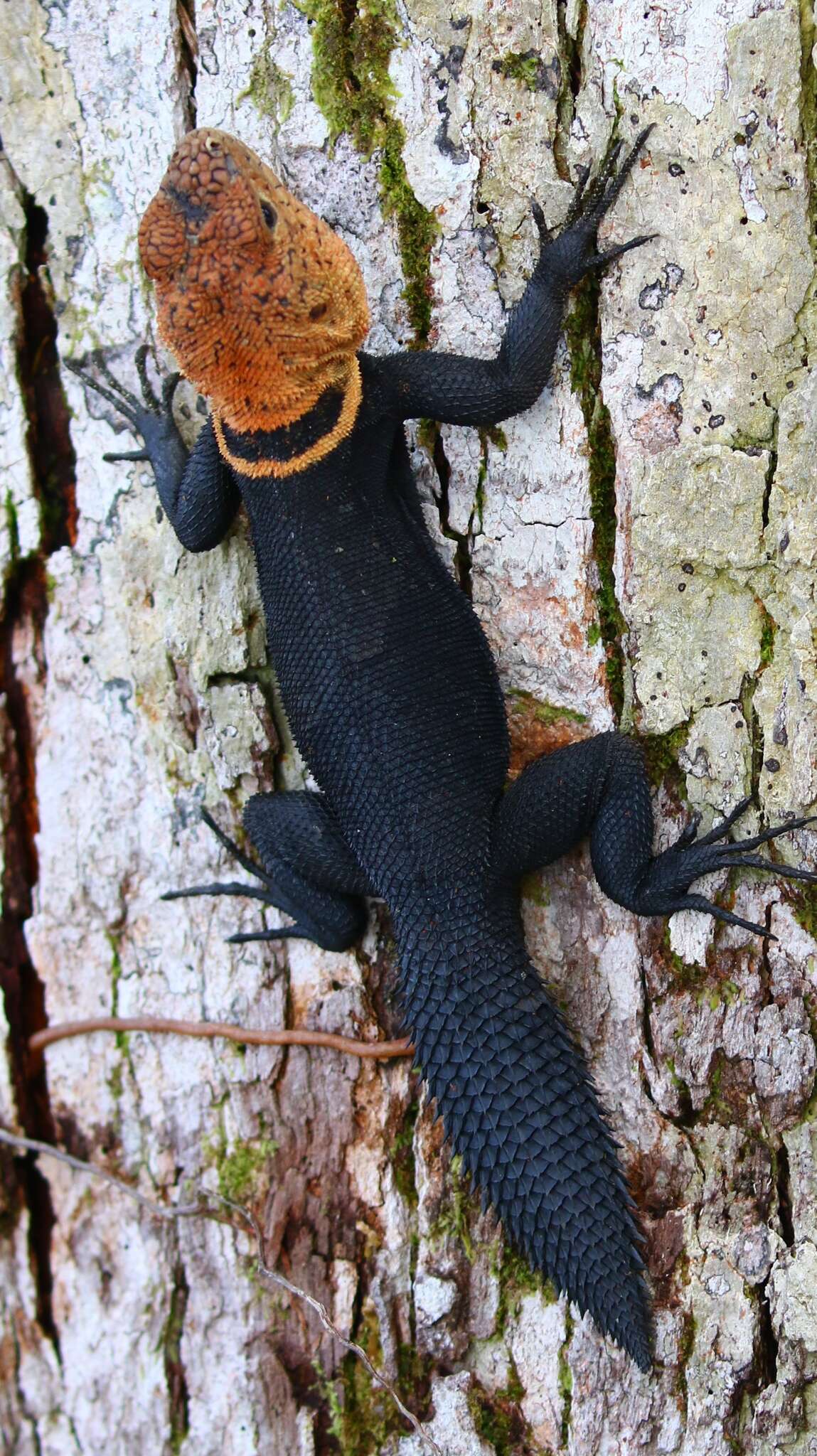 Image of Tropical Thornytail Iguana