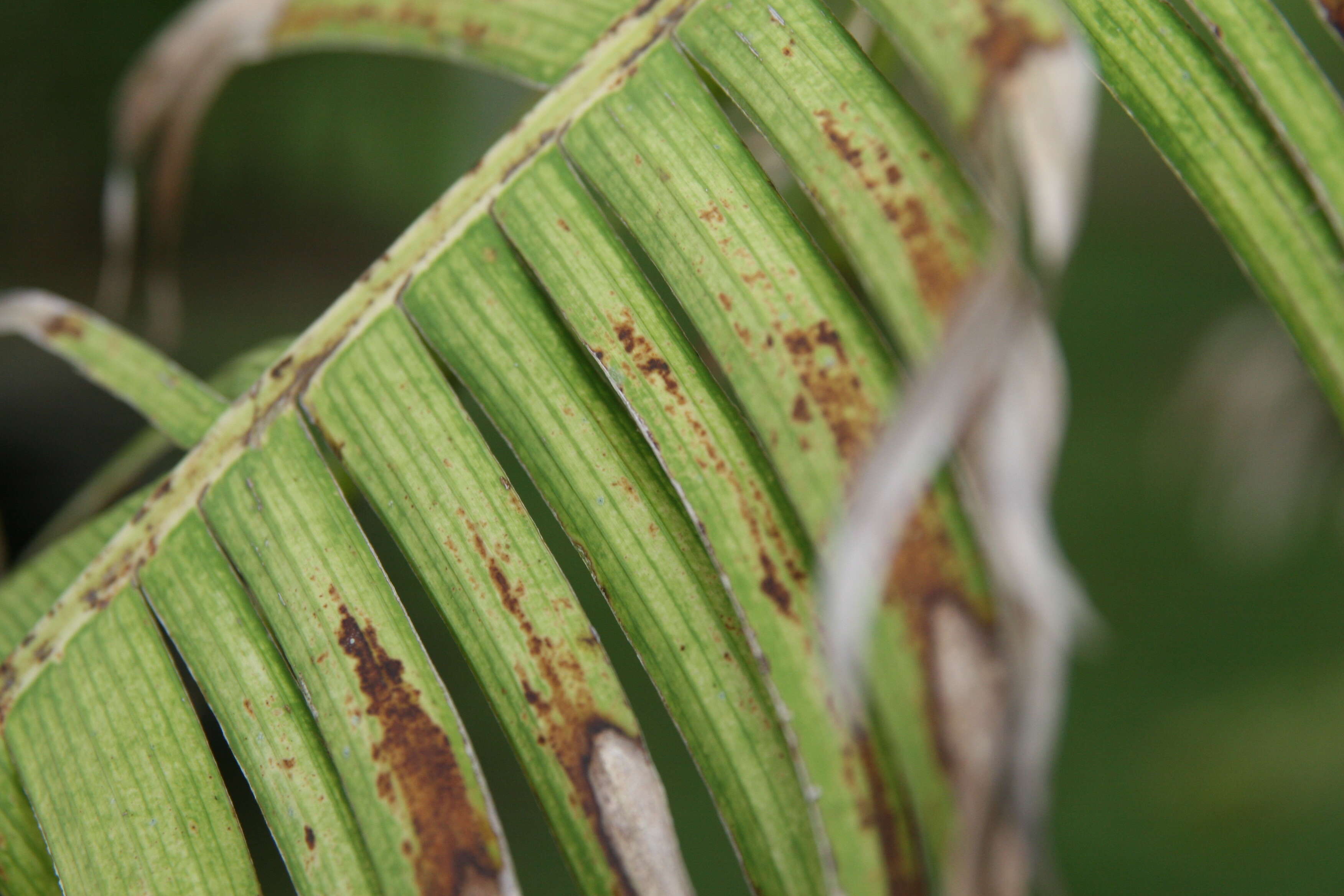 Image of Heliconia chartacea Lane ex Barreiros