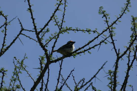 Image of Red-fronted Barbet