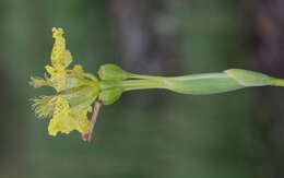 Image of Ferraria welwitschii Baker