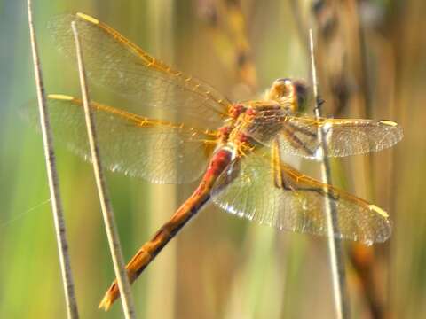 Image of Saffron-winged Meadowhawk