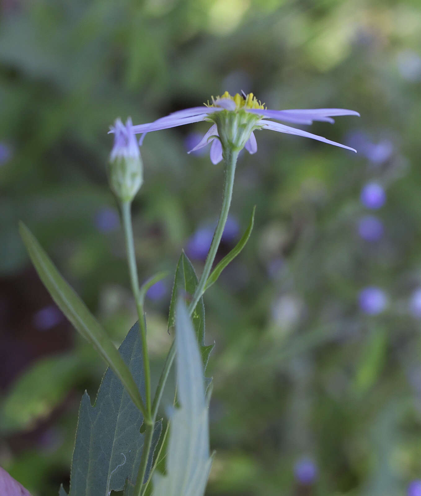 Image of field aster