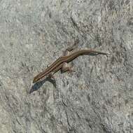 Image of Erhard's Wall Lizard