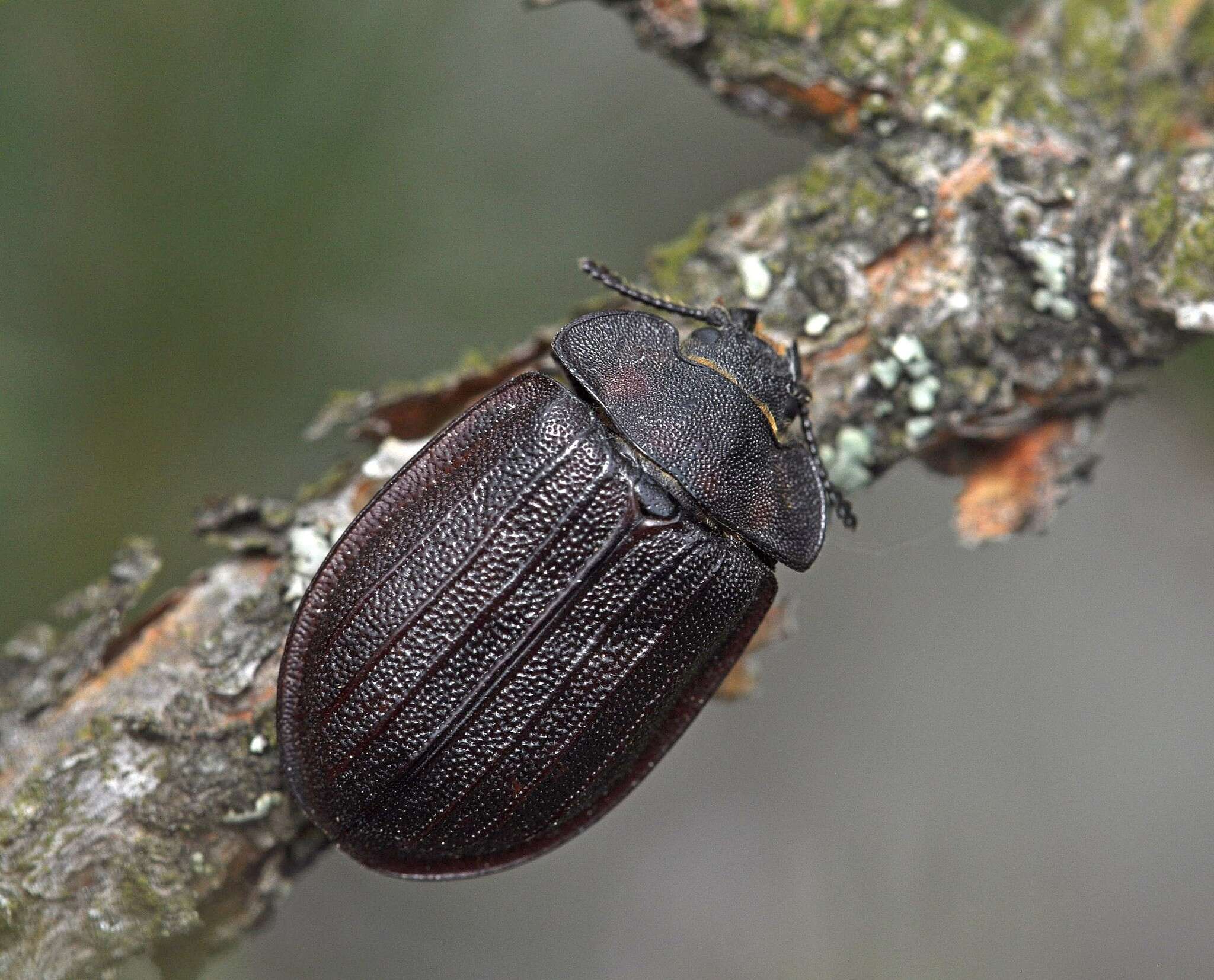 Image of Peltis grossa (Linnaeus 1758)