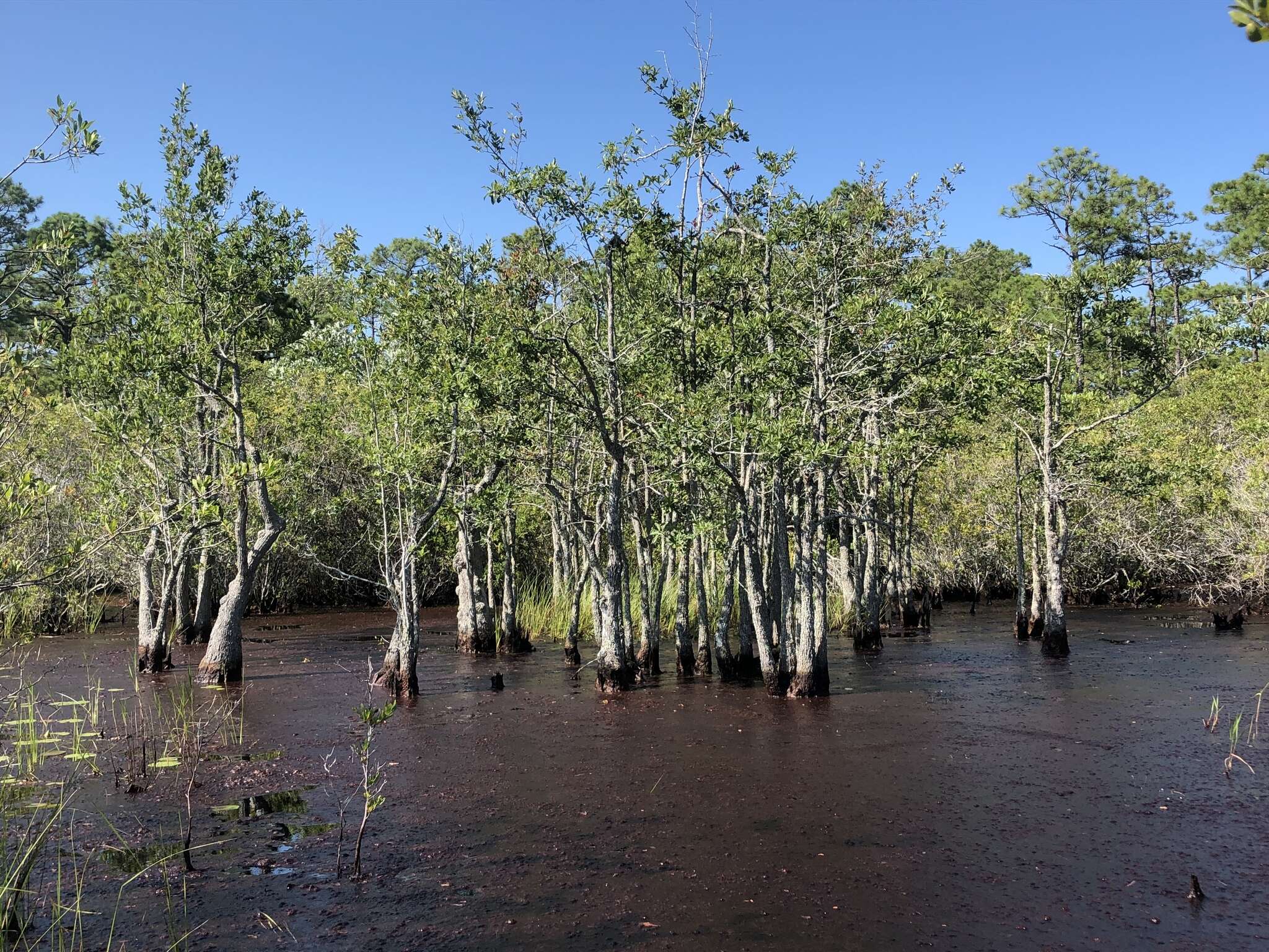 Image of Swamp Tupelo