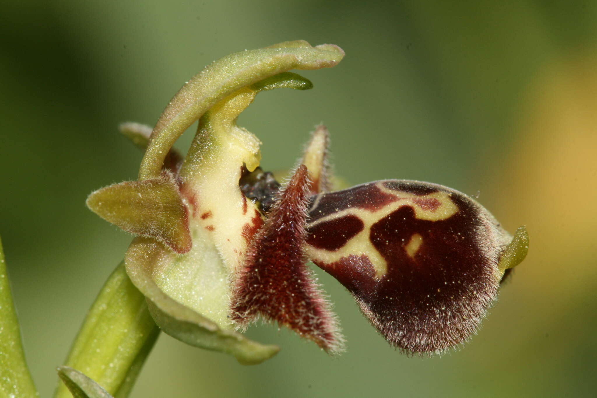 Image of Ophrys umbilicata Desf.