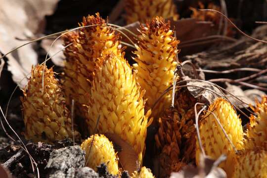 Image of alpine cancer-root