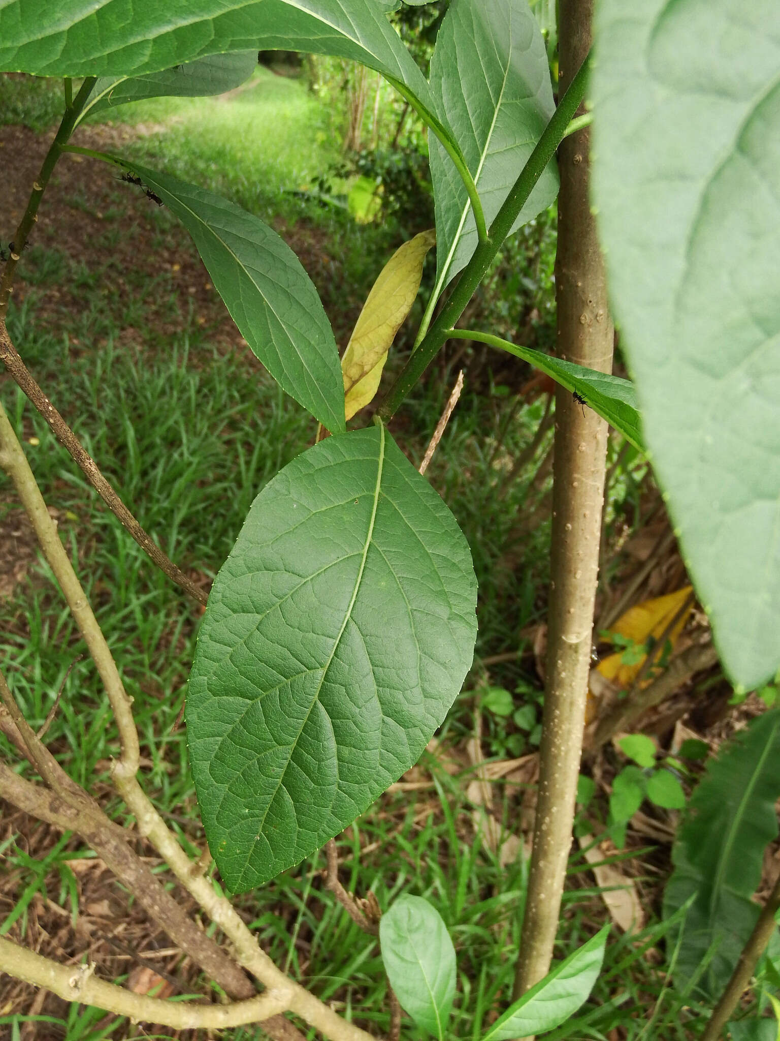 Image of Gymnanthemum amygdalinum (Del.) Sch. Bip. ex Walp.