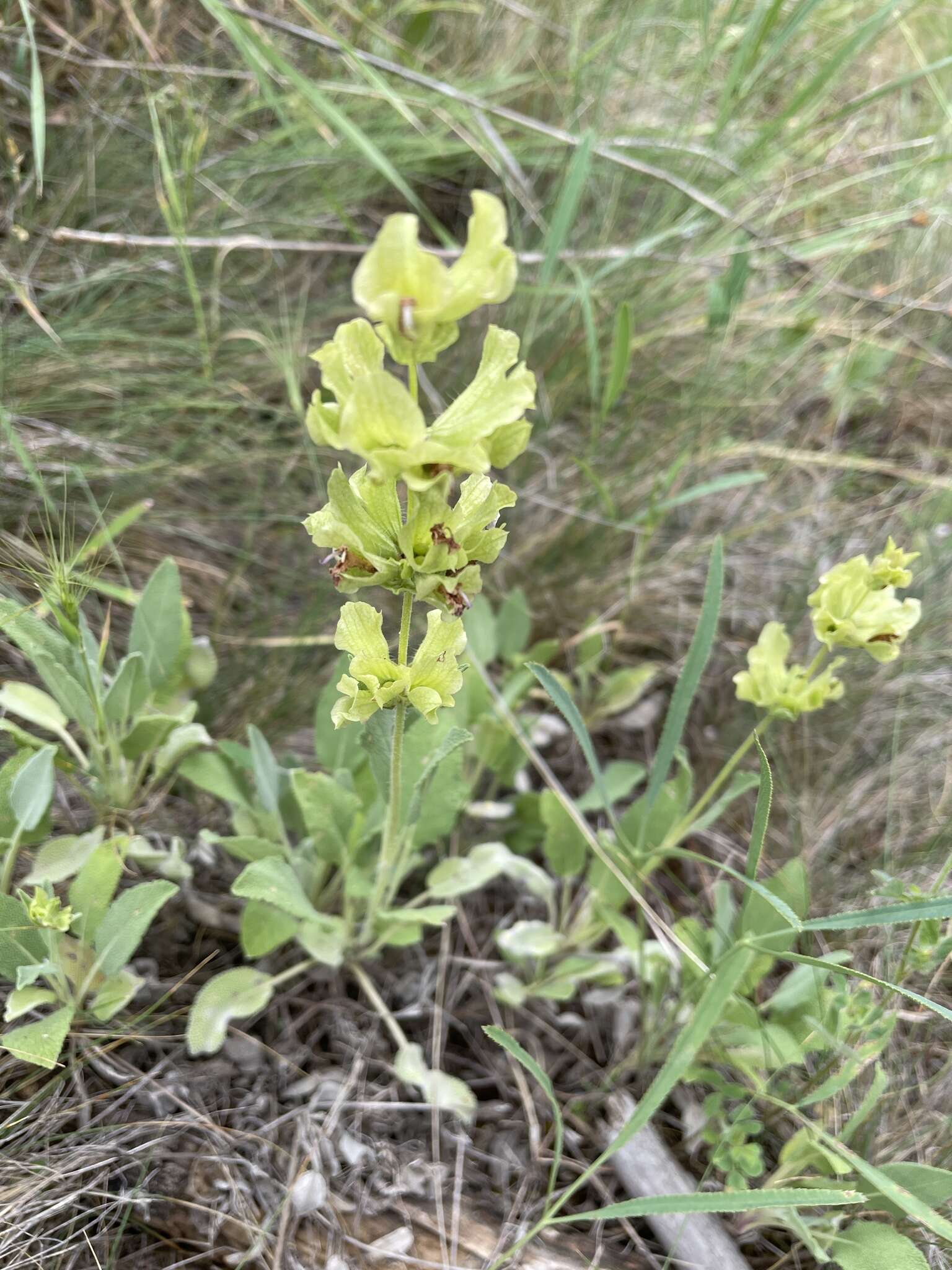 Sivun Salvia absconditiflora Greuter & Burdet kuva