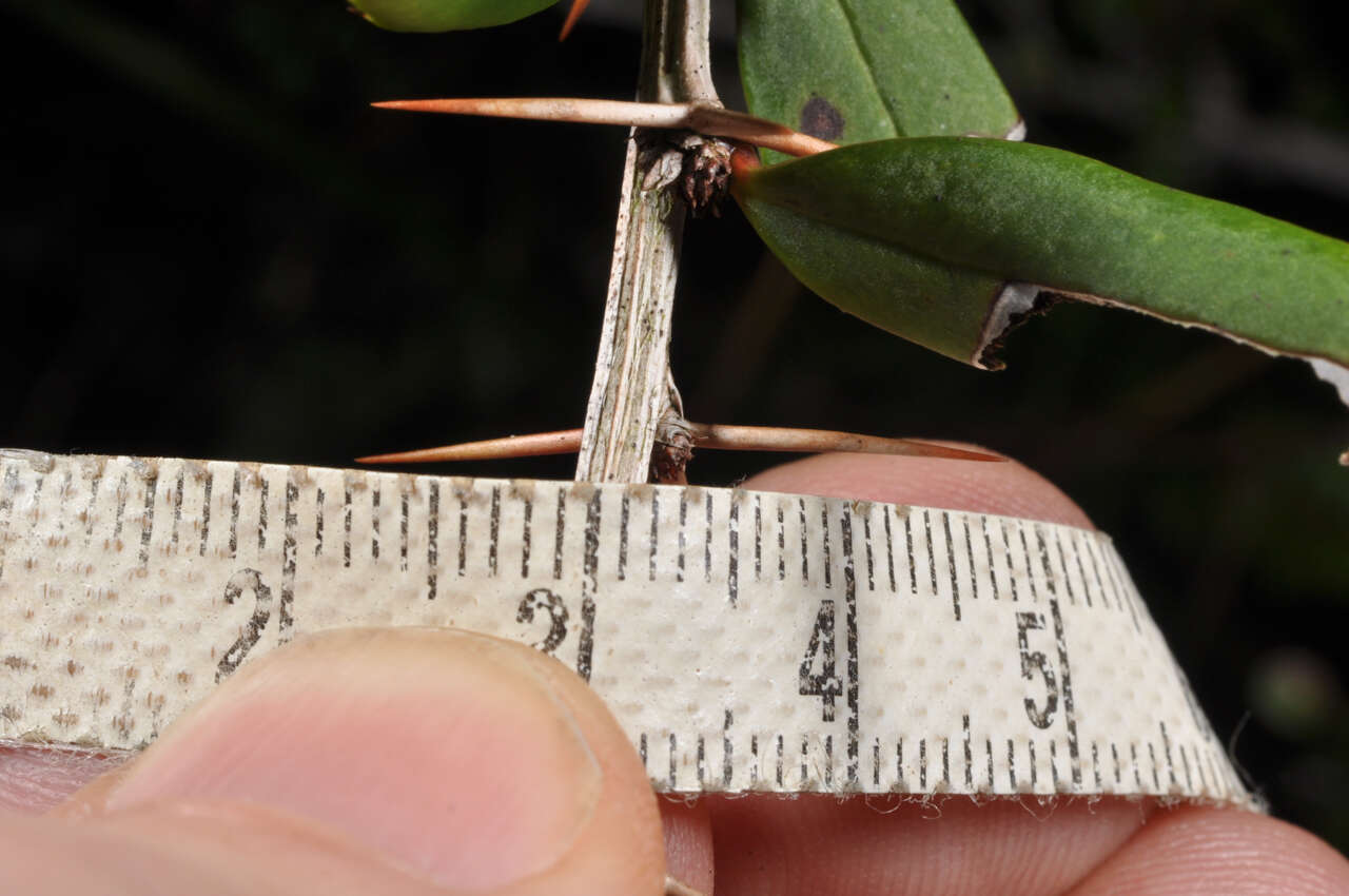 Image of Berberis alpicola C. K. Schneid.