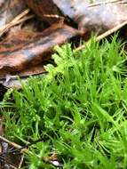 Image of Bonjean's dicranum moss