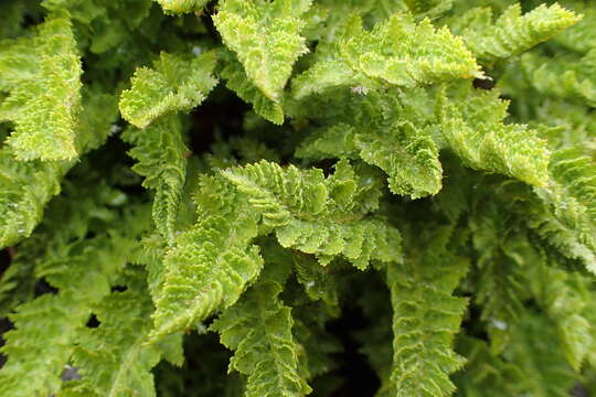 Image of Polystichum cystostegia (Hook.) Armstr.