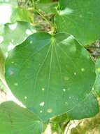 Image of Piper excelsum subsp. peltatum