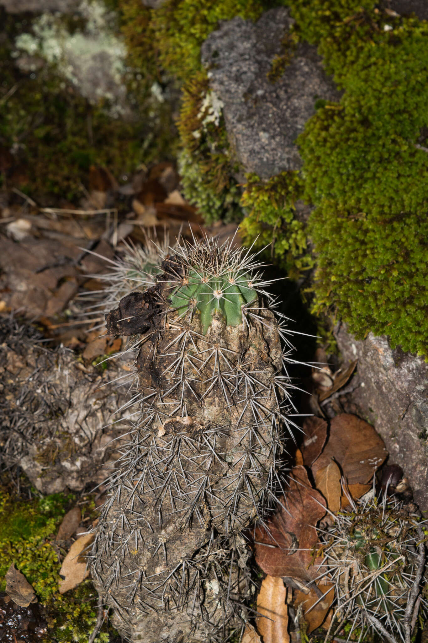 Image de Echinocereus acifer (Otto ex Salm-Dyck) Lem.