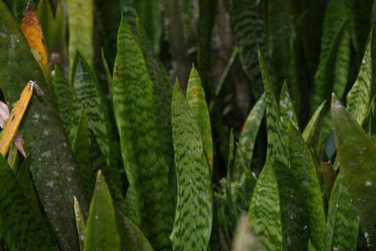 Image of viper's bowstring hemp