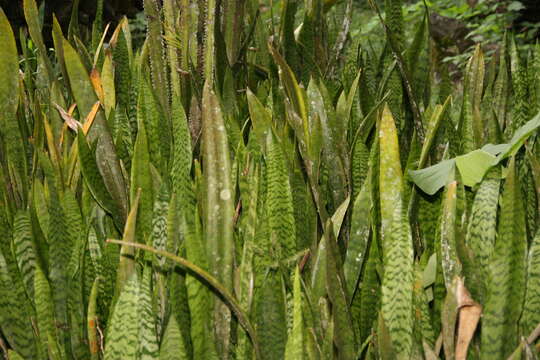 Image of viper's bowstring hemp