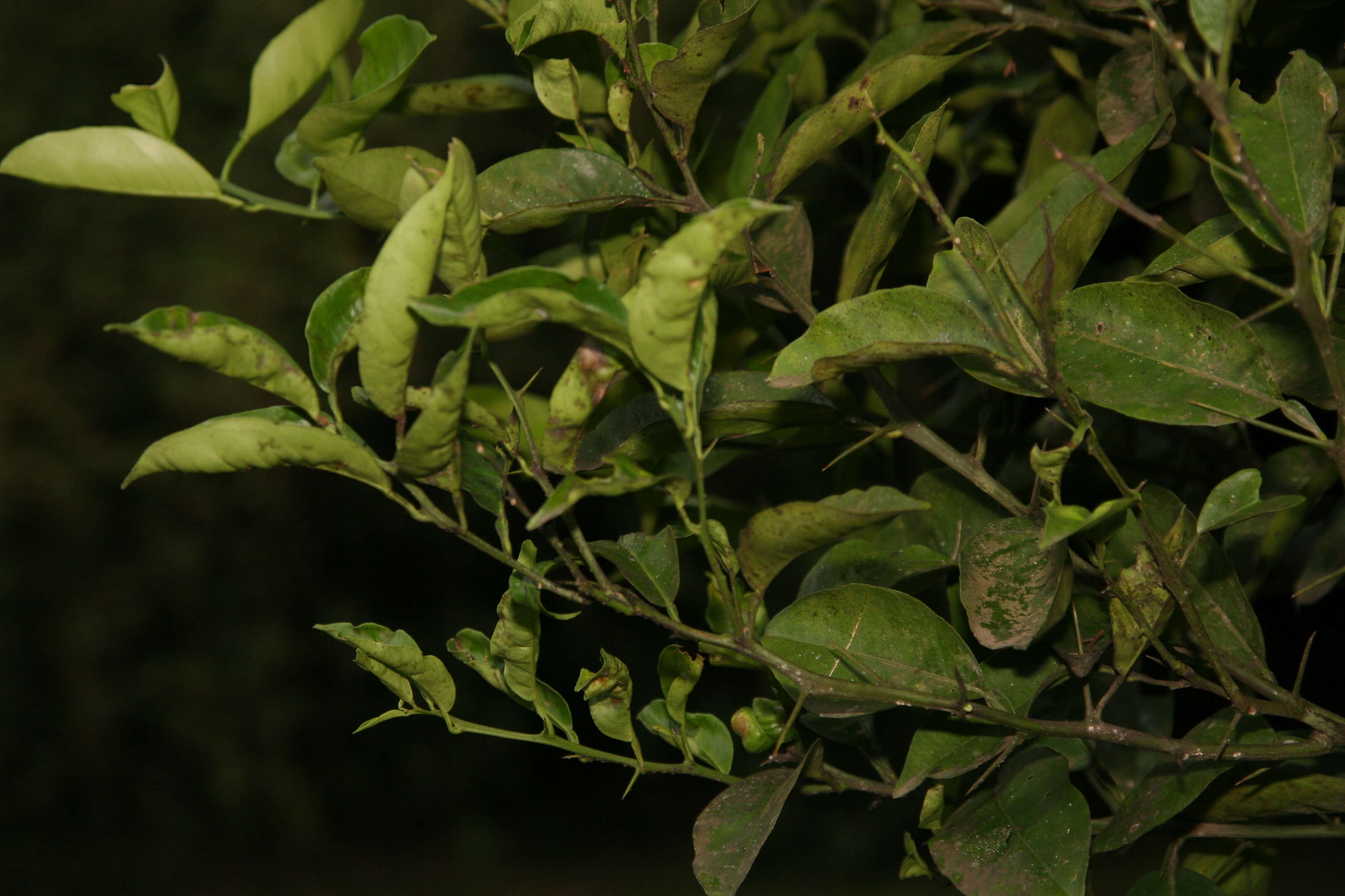 Image of Citrus × sinensis