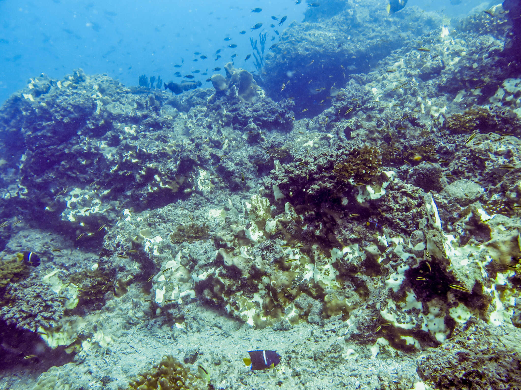 Image of Pavona coral