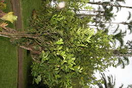 Image of Citrus × sinensis