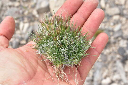 Image of desertgrass