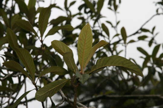 Image of loquat