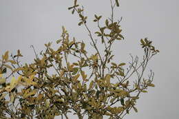 Image of loquat