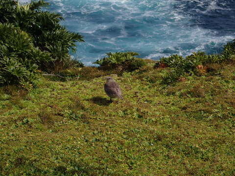 Image of Australasian Pipit