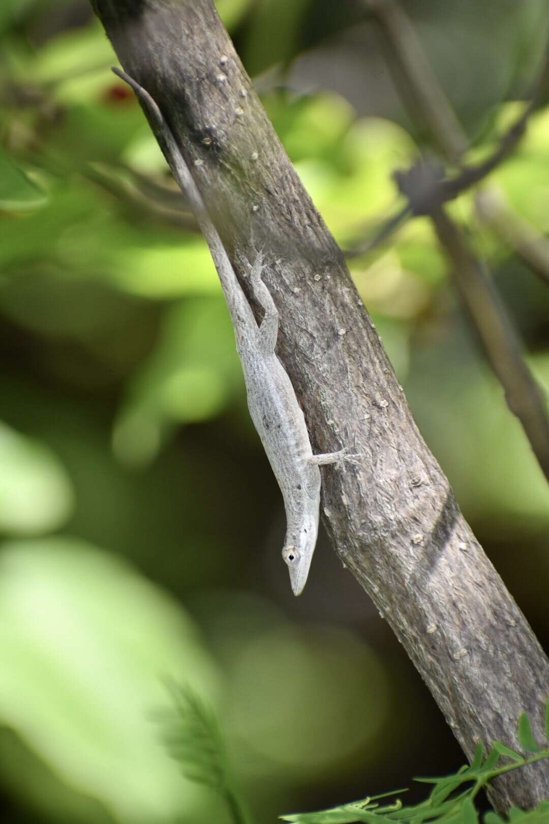 Imagem de Anolis angusticeps Hallowell 1856