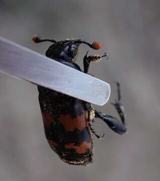 Imagem de Nicrophorus (Nicrophorus) obscurus (Kirby 1837)