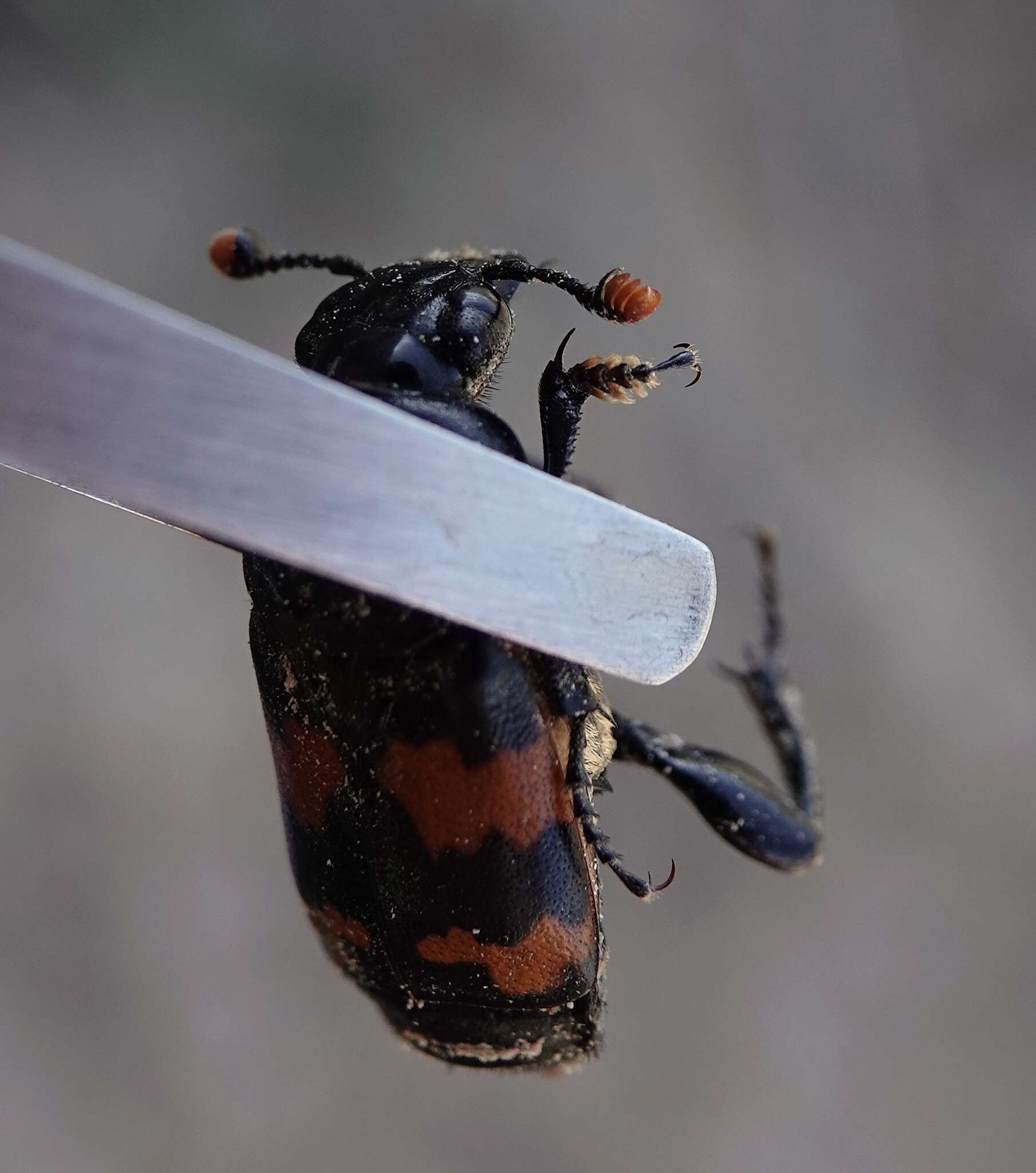 Image of Nicrophorus (Nicrophorus) obscurus (Kirby 1837)