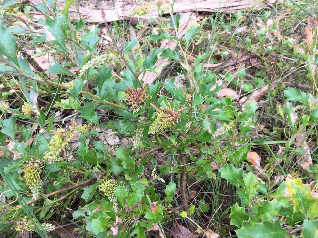 Image of Grevillea bedggoodiana J. H. Willis ex Mc Gill.