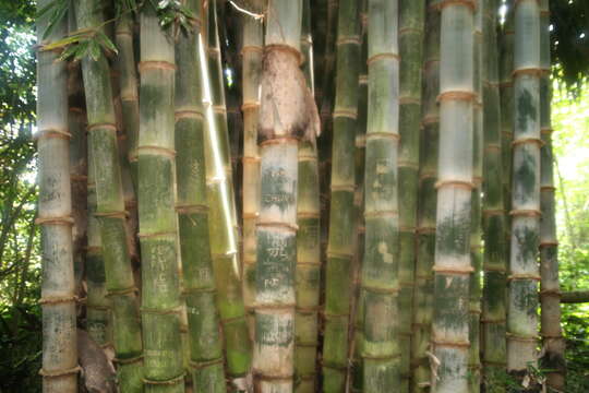 Sivun Dendrocalamus giganteus Munro kuva