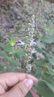 Sivun Salvia palmeri A. Gray kuva