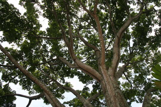 Image of kapoktree