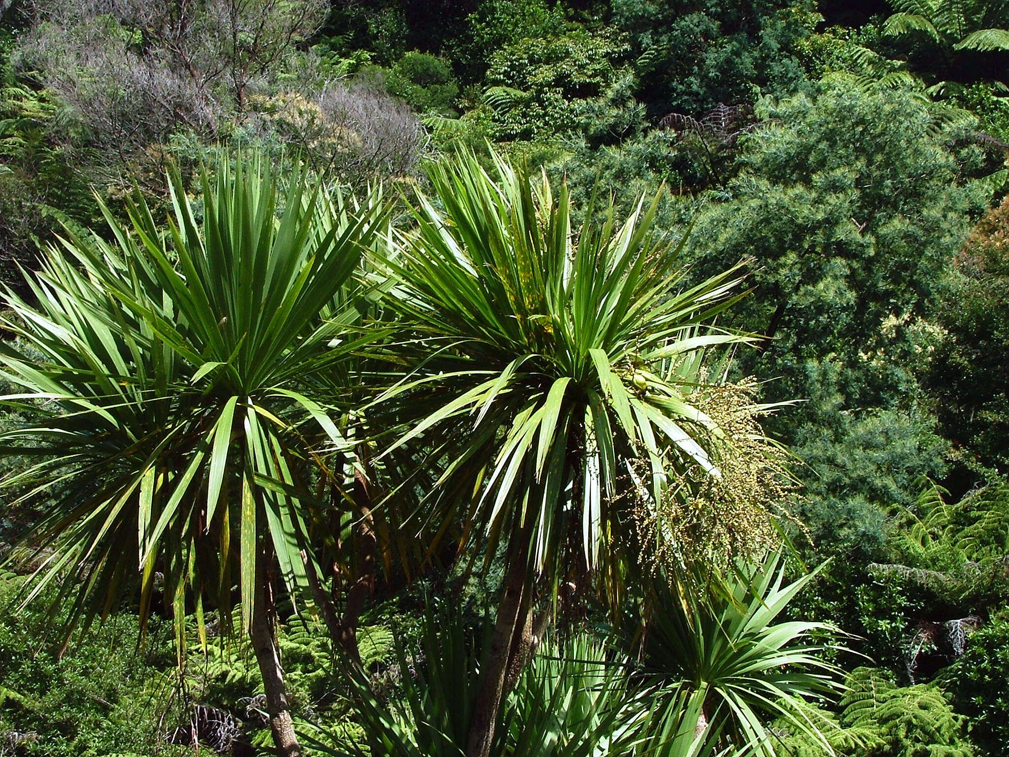Image of Xeronemataceae