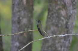 Image of Phaeochroa Gould 1861