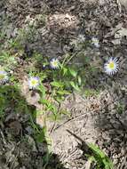 Image of western daisy