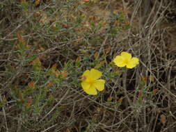Image of Yellow Rock Rose
