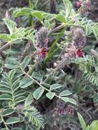 Imagem de Indigofera daleoides var. daleoides