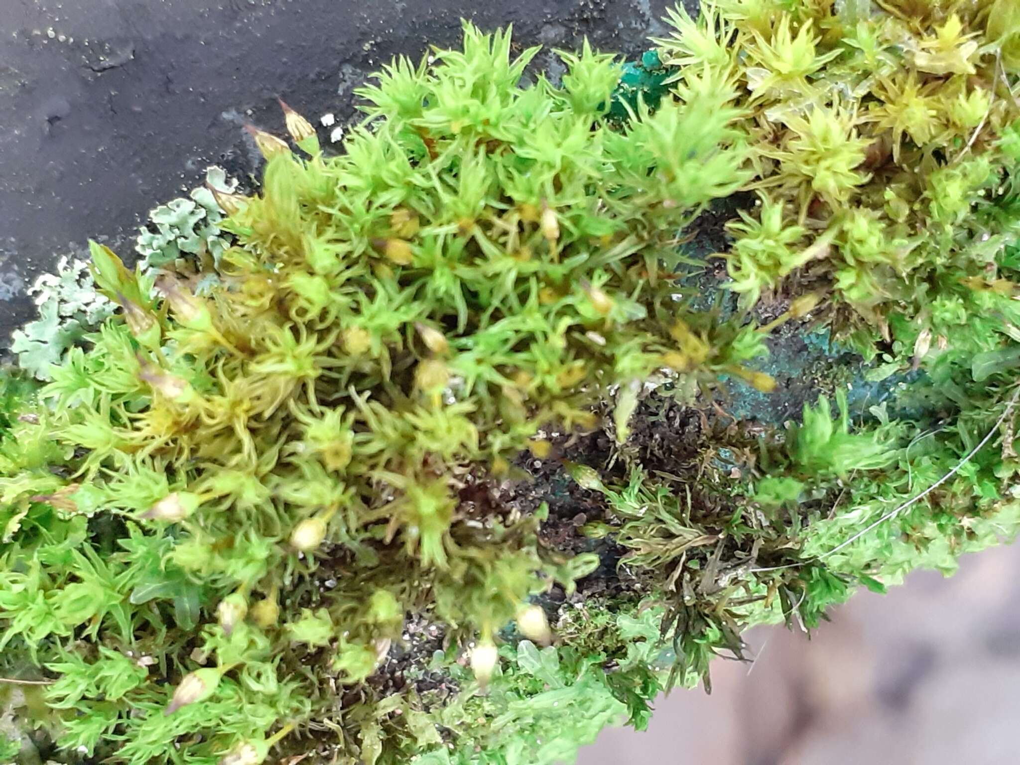 Image of orthotrichum moss