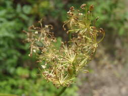 Image de Ligusticum porteri Coult. & N. E. Rose