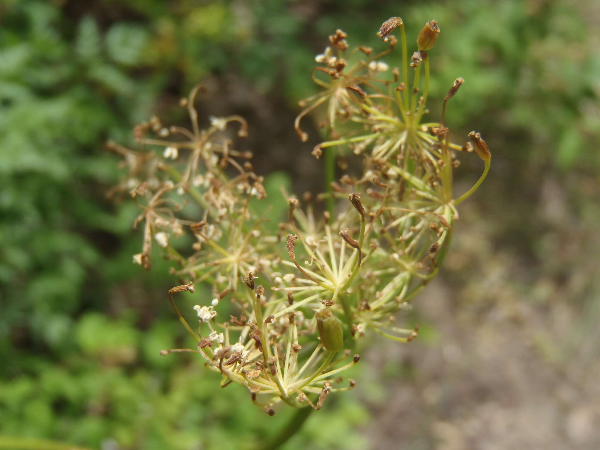 Ligusticum porteri Coult. & N. E. Rose resmi