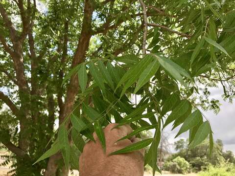 Image of Arizona walnut