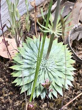 Stylidium brunonianum subsp. brunonianum resmi