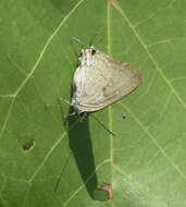 Image of Hypolycaena erylus himavantus Fruhstorfer 1912